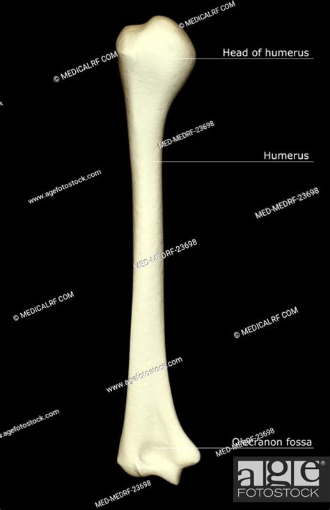 The Humerus Stock Photo Picture And Royalty Free Image Pic Med