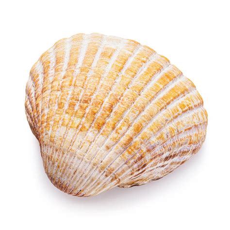 Small Seashell Isolated On White Background Photo Taken By Stacking