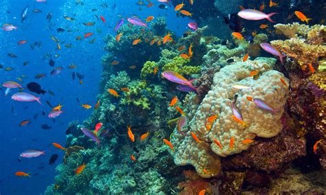 The great barrier reef is the largest reef system in the world and is made up of 900 islands, countless individual reefs and is located in the sparkling, clear waters of the coral sea. An End to Great Barrier Reef Dumping Is Imminent | Stories ...