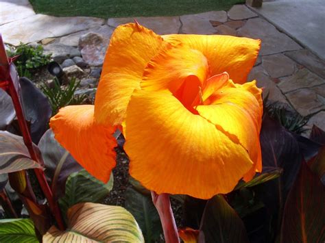 In the israeli desert, close to the dead sea, near jordan, date palms (phoenix dactylifera) grow prolifically. Brad's Tropical Paradise: Growing cannas in Phoenix, Arizona