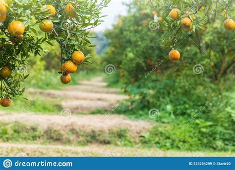 Ripe And Fresh Tangerine Oranges Hanging On Branch Orange Orchard