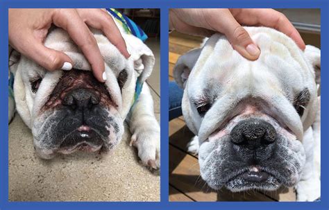 Squishface Wrinkle Paste Bulldog French Bulldog Pug English