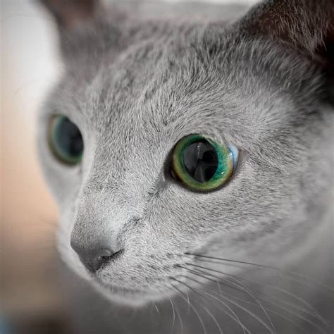 Xafi And Auri Are Two Russian Blue Cat Sisters With Mesmerizing Green