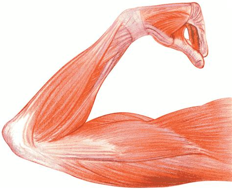 Human Muscle Clipart Clipground