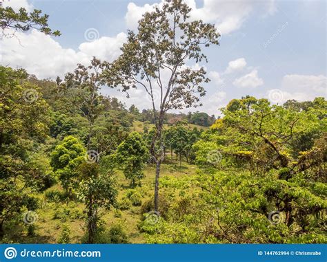 Tropical Rainforest In Costa Rica Stock Photo Image Of Tour America