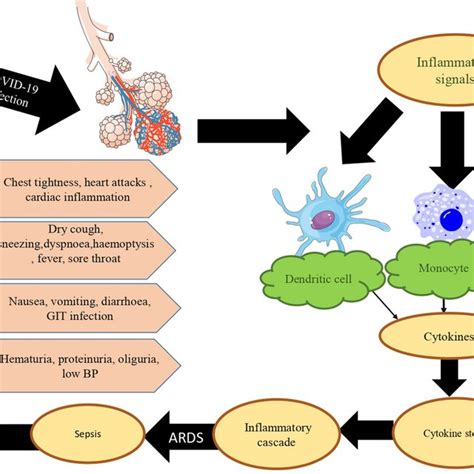 Diagrammatic Illustration Of Immune Host Response And Pathogenesis Of