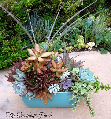 Floral Style Succulent Container Arrangement By Cindy