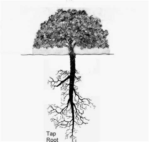 Taproot Root System Tree Roots Oak Tree Balcony Garden Lamp Post