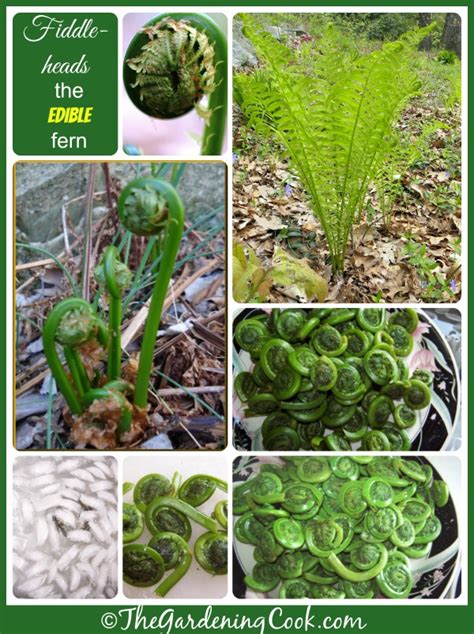 Fiddlehead Ferns Culinary Delight From The Ostrich Fern The