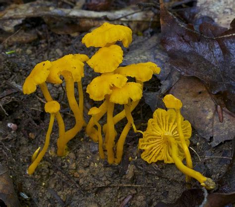 Cantharellus Minor Summer Mushroom Field Guide Identifying Wild