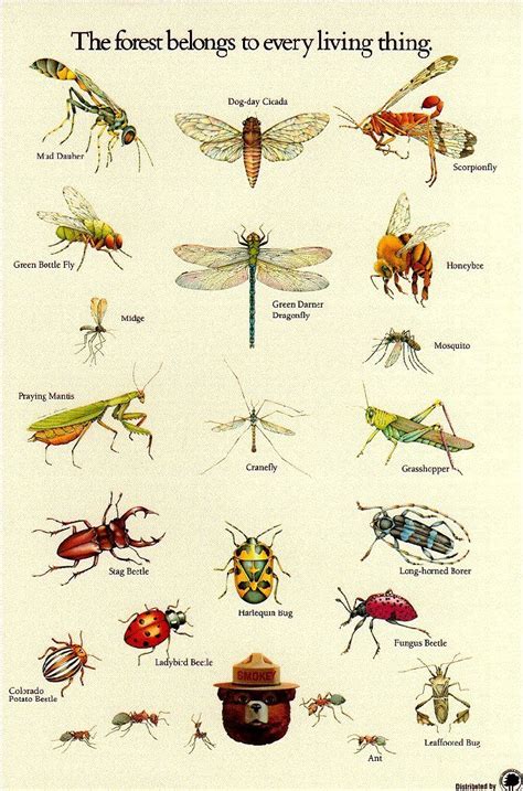 Invertebrados Insetos Insect Activities Insects Insect Identification