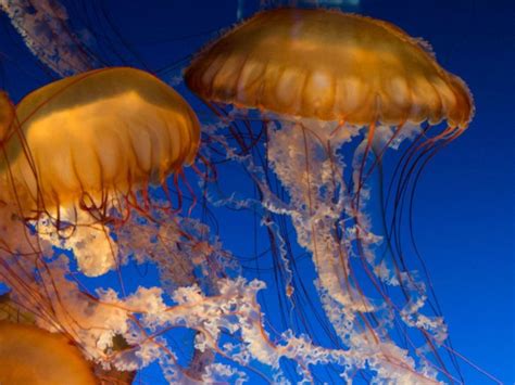 Jellyfish Stinging Someone