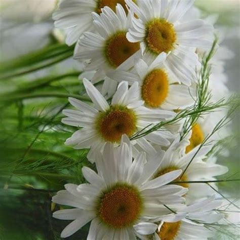 Pin By Sandra Clark On Daisies For Kissy Happy Flowers Sunflowers