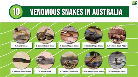 10 Venomous Snakes In Australia A Z Animals