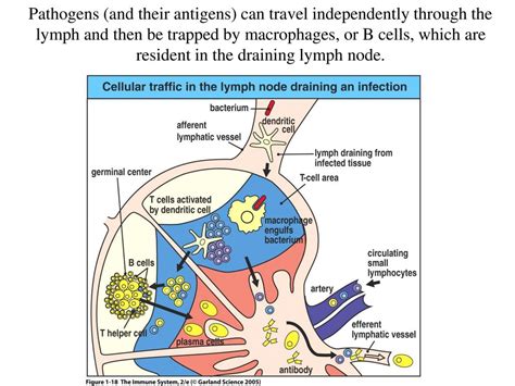 Swollen Lymph Node In Chest Area Swollen Lymph Nodes Symptoms And