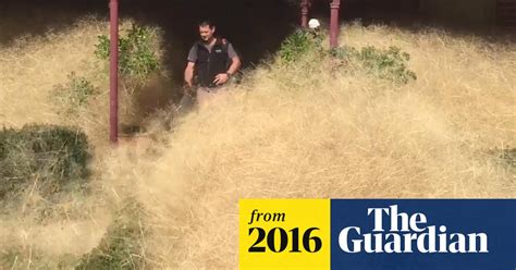 hairy panic tumbleweed takes over australian town video australia news the guardian