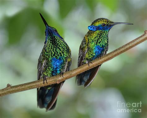Two Sparkling Violetear Hummingbirds Photograph By Olga Hamilton Fine