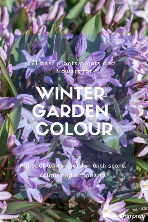 Fill Your Winter Garden With Scent Colour And Silhouette Garden