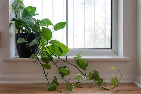 How To Grow And Care For Philodendron Gardener’s Path