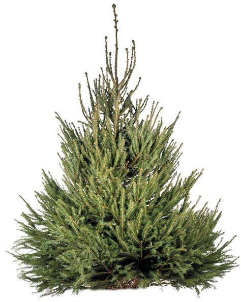 Types Of Decorative Evergreen Trees Shelly Lighting