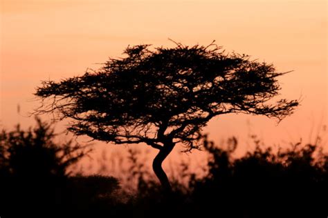 Acacia Tree Sunset Serengeti Africa Stock Photo By ©imagex 11346637