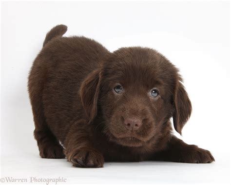 Dog Flatcoated Retriever Puppy Photo Wp41562