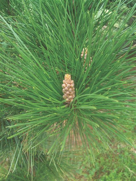 In a recent post, i was corrected for using the term pine cone when pertaining to cones that grow on a fir tree. Learn More about California's Native Pine Species - Marin ...