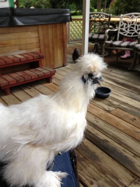 80+ vectors, stock photos & psd files. White silkie chicken | Silkie chickens, Silkies, Livestock