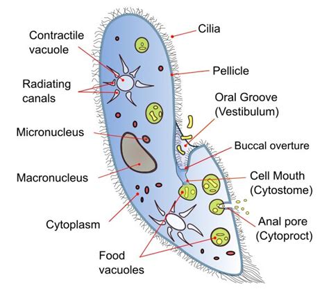 What Is Protozoa Classification Characteristics Examples And