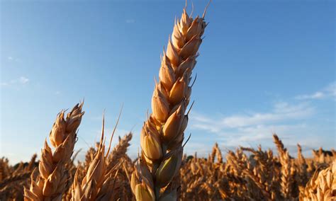 Ukraine Crisis Sends Wheat And Corn Prices Soaring Business The