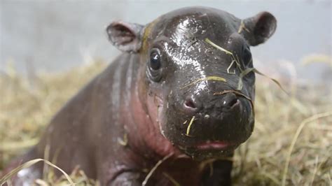 Ve Las Primeras Sesiones De Nado De Una Hipopótamo Pigmeo Recién Nacida