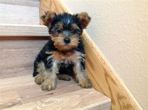 Yorkshire terriers pups bred exclusively! pure bred male yorkie puppies for sale for Sale in Prior Lake, Minnesota Classified ...