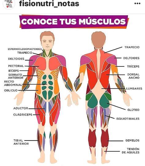 Pin De Moiises Chavarriia En Musculos En 2020 Anatomia Humana
