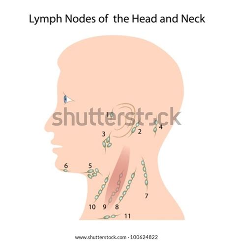 Lymph Nodes Head Neck Stock Vector Royalty Free 100624822
