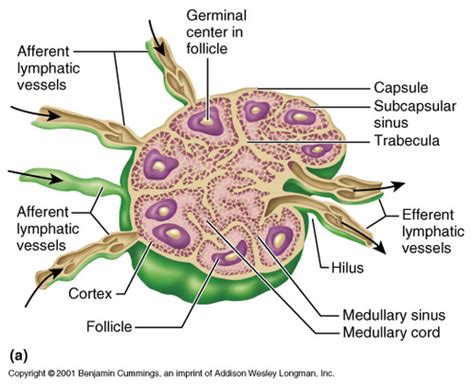 Lymph Node And Spleen Comparison Flashcards Quizlet