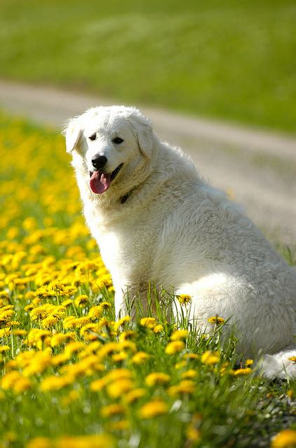 Descubre La Raza De Perro Kuvasz · La Ficha Completa De Raza En Wakyma