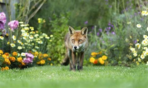 How To Keep Foxes Out Of The Garden 5 Quick And Easy Deterrents To