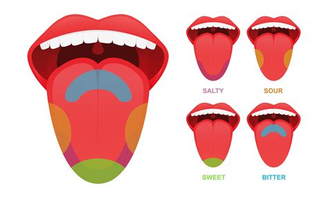 Human Tongue Basic Taste Areas 2197475 Vector Art At Vecteezy