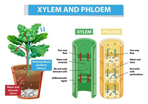 Diagram Showing Xylem And Phloem In Plant 7145068 Vector Art At Vecteezy