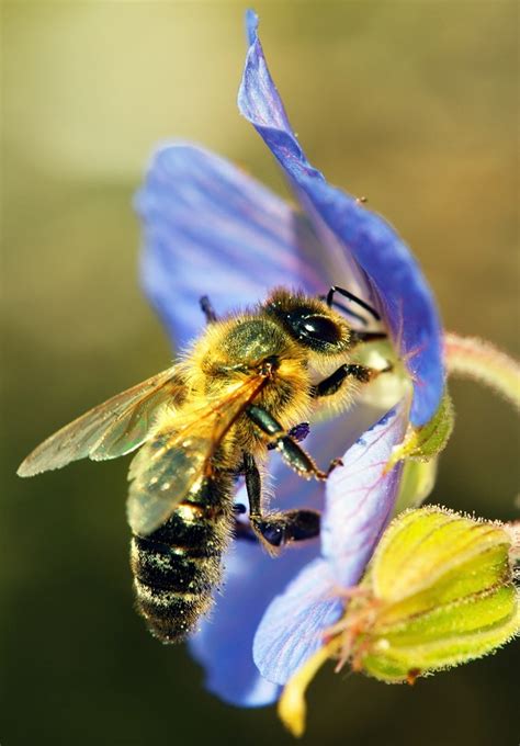 Pollination Understanding Context
