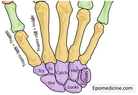 Carpal Bones Mnemonic Epomedicine