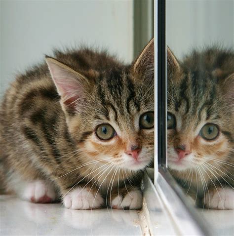 File:Kitten and partial reflection in mirror.jpg