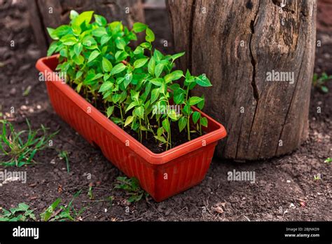 Pepper Seedlings In Brown Plastic Pot Stand On Ground Near Blooming