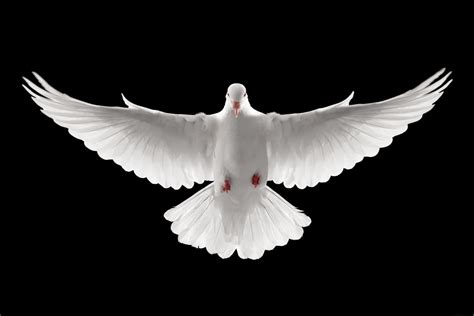 Dove Holy Spirit Png Clip Art Library