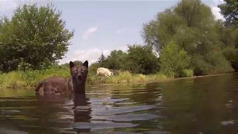 Swimming Wolves At Wolfpark Youtube