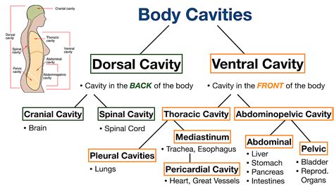 Body Cavities Labeled Organs Membranes Definitions Diagram And Lateral View — Ezmed
