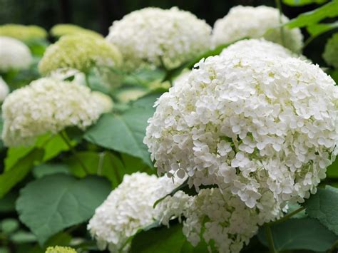 Tips And Information About Hydrangeas Gardening Know How