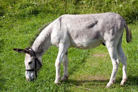 Grey Donkey Stock Image Image Of Horizontal Outside 20788639