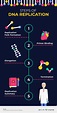 Steps of DNA Replication Infographic Template | Visme