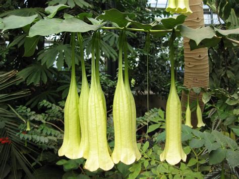 Flowers heart with clipping path. Dominican Bellflower (Cubanola Domingensis); Very slow ...